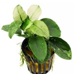 斑叶剑榕-缩略图-1