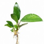 弗雷泽榕-缩略图-1