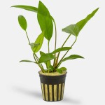 弗雷泽榕-缩略图-2