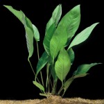 弗雷泽榕-缩略图-5