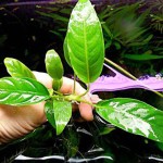 尖叶榕-缩略图-1