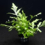 大叶水芹-缩略图-1