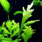 大叶水芹-缩略图-3