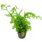 大叶水芹-缩略图-4