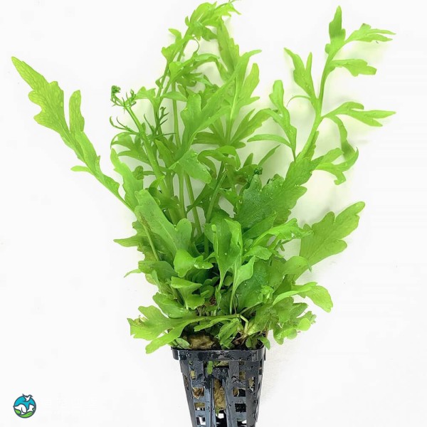 大叶水芹-5
