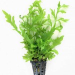 大叶水芹-缩略图-5