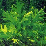 大叶水芹-缩略图-6