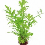 大叶水芹-缩略图-7