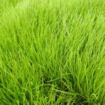 澳洲草皮-缩略图-1