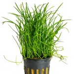 卡罗草皮-缩略图-1