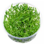 卡罗草皮-缩略图-2