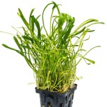 卡罗草皮-缩略图-3