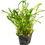 卡罗草皮-缩略图-4