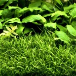 卡罗草皮-缩略图-5