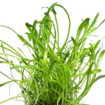 卡罗草皮-缩略图-6