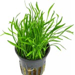 卡罗草皮-缩略图-7