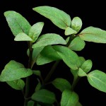 沼菊草-缩略图-1