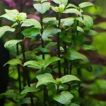 沼菊草-缩略图-2