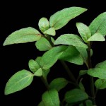 沼菊草-缩略图-3