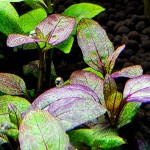 沼菊草-缩略图-4