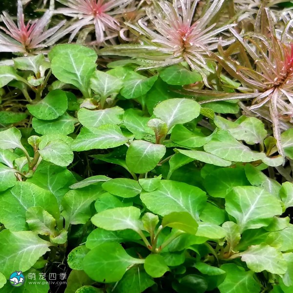 波浪罗贝利-1