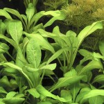 罗贝利-缩略图-1