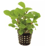 罗贝利-缩略图-2