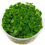 罗贝利-缩略图-3