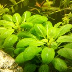 罗贝利-缩略图-4