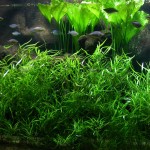 水蓑衣-缩略图-1