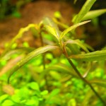 虎斑青叶-缩略图-1