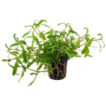 虎斑青叶-缩略图-2