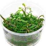 虎斑青叶-缩略图-3