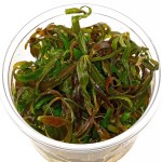 虎斑青叶-缩略图-4