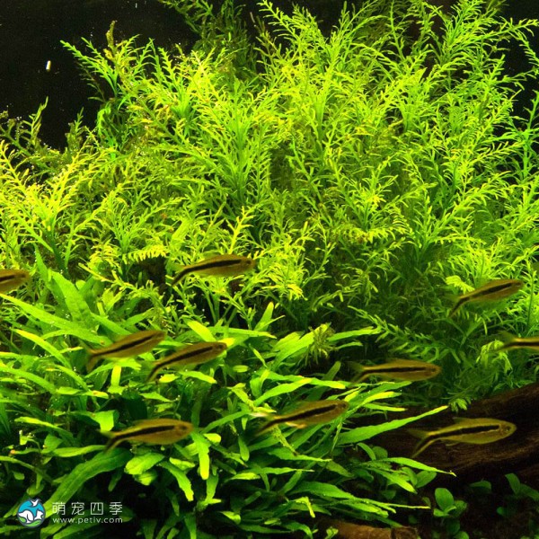 几内亚水罗兰-1