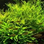 几内亚水罗兰-缩略图-1