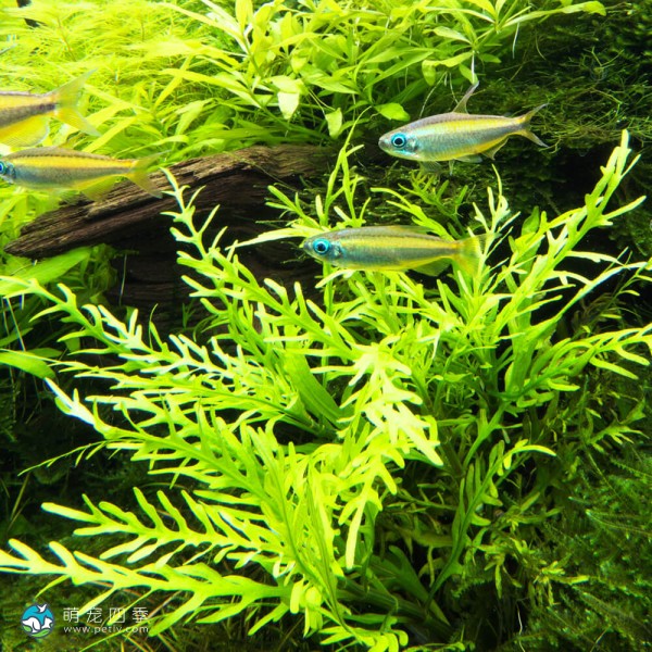 几内亚水罗兰-2