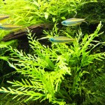 几内亚水罗兰-缩略图-2