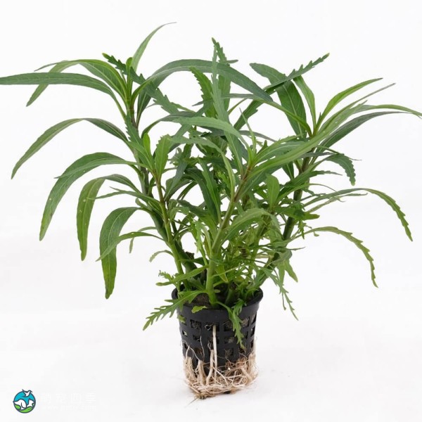 几内亚水罗兰-3