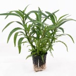 几内亚水罗兰-缩略图-3