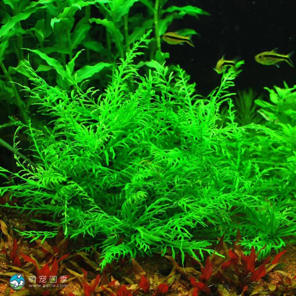 几内亚水罗兰-4