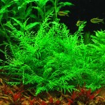 几内亚水罗兰-缩略图-4