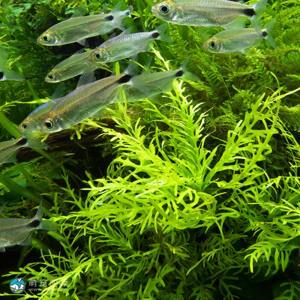 几内亚水罗兰-5