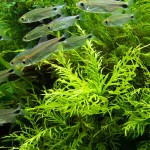 几内亚水罗兰-缩略图-5