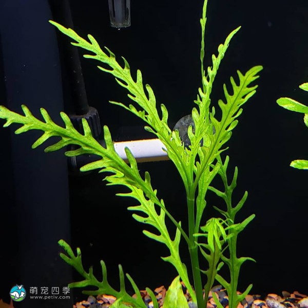 几内亚水罗兰-6