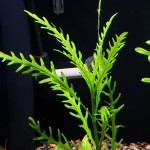 几内亚水罗兰-缩略图-6