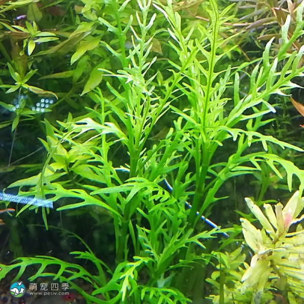 几内亚水罗兰-7