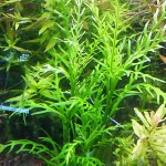 几内亚水罗兰-缩略图-7