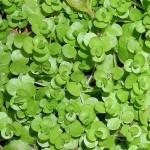 大叶珍珠草-缩略图-2