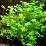 大叶珍珠草-缩略图-3